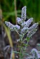 Round-Leaved Mint - Mentha suaveolens Ehrh.