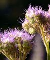 Phacelia - Phacelia tanacetifolia Benth.