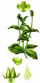Perfoliate Pondweed - Potamogeton perfoliatus L.