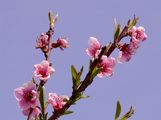 Peach - Prunus persica (L.) Batsch