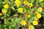 Common Fleabane - Pulicaria dysenterica (L.) Bernh.