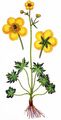Meadow Buttercup - Ranunculus acris L.