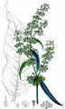 Garten-Ampfer - Rumex patientia L.