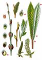 Purple Willow - Salix purpurea L.