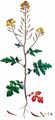 White Mustard - Sinapis alba L.