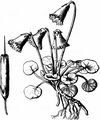 Niedrige Soldanelle - Soldanella pusilla Baumg.