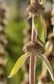 Deutscher Ziest - Stachys germanica L.