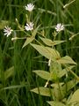 Hain-Sternmiere - Stellaria nemorum L.