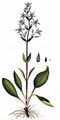 Blauer Sumpfstern - Swertia perennis L.