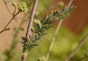  - Thalictrum speciosissimum L.