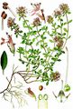 Breckland Thyme - Thymus serpyllum L.