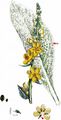 Hoary Mullein - Verbascum pulverulentum Vill.
