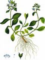 Alpen-Ehrenpreis - Veronica alpina L.
