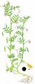 Smooth Tare - Vicia tetrasperma (L.) Schreb.