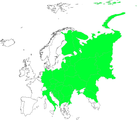 Galium intermedium