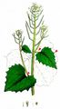 Garlic Mustard - Alliaria petiolata (M. Bieb.) Cavara & Grande