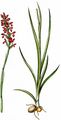 Wanzen-Knabenkraut - Anacamptis coriophora (L.) R. M. Bateman, Pridgeon & M. W. Chase