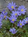 Balkan Anemone - Anemone blanda Schott & Kotschy