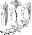 Gewöhnliches Katzenpfötchen - Antennaria dioica (L.) Gaertn.