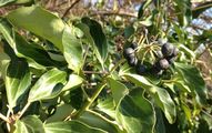 Blütenstand von Hedera helix - Gewöhnlicher Efeu (Araliaceae)