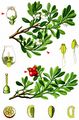 Bearberry - Arctostaphylos uva-ursi (L.) Spreng.