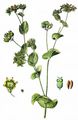 Rundblättriges Hasenohr - Bupleurum rotundifolium L.
