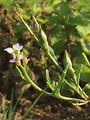 Sea Rocket - Cakile maritima Scop.