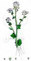 Bavarian Scurvygrass - Cochlearia bavarica Vogt