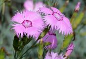 Ragged Pink - Dianthus seguieri Vill.