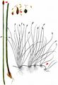 Common Spike-Rush - Eleocharis palustris (L.) R. Br.