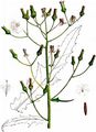 American Burnweed - Erechtites hieraciifolius (L.) DC.