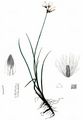 Slender Cottongrass - Eriophorum gracile Roth
