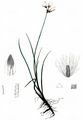 Schlankes Wollgras - Eriophorum gracile Roth
