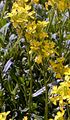 Pale Wallflower - Erysimum crepidifolium Rchb.