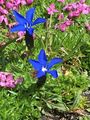 Bayerischer Enzian - Gentiana bavarica L.