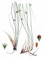 Thread Rush - Juncus filiformis L.