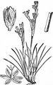 Heath Rush - Juncus squarrosus L.