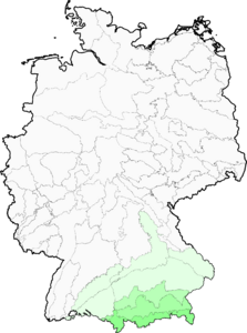 Thesium rostratum