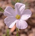 Schmalblättriger Lein - Linum tenuifolium L.