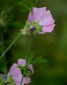 Musk-Mallow - Malva moschata L.