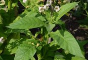 Tobacco - Nicotiana tabacum L.