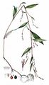 Tasteless Water-Pepper - Persicaria dubia (Stein) Fourr.