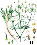 Sand-Wegerich - Plantago arenaria Waldst. & Kit. 