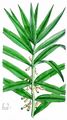 Whorled Solomon's-Seal - Polygonatum verticillatum (L.) All.