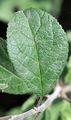 Schlehe - Prunus spinosa L.