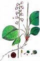 Intermediate Wintergreen - Pyrola media Sw.