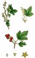 Mountain Currant - Ribes alpinum L.