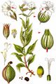 White Campion - Silene latifolia Poir.