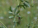 Small Meadow-Rue - Thalictrum simplex L.