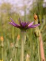 Salsify - Tragopogon porrifolius L.